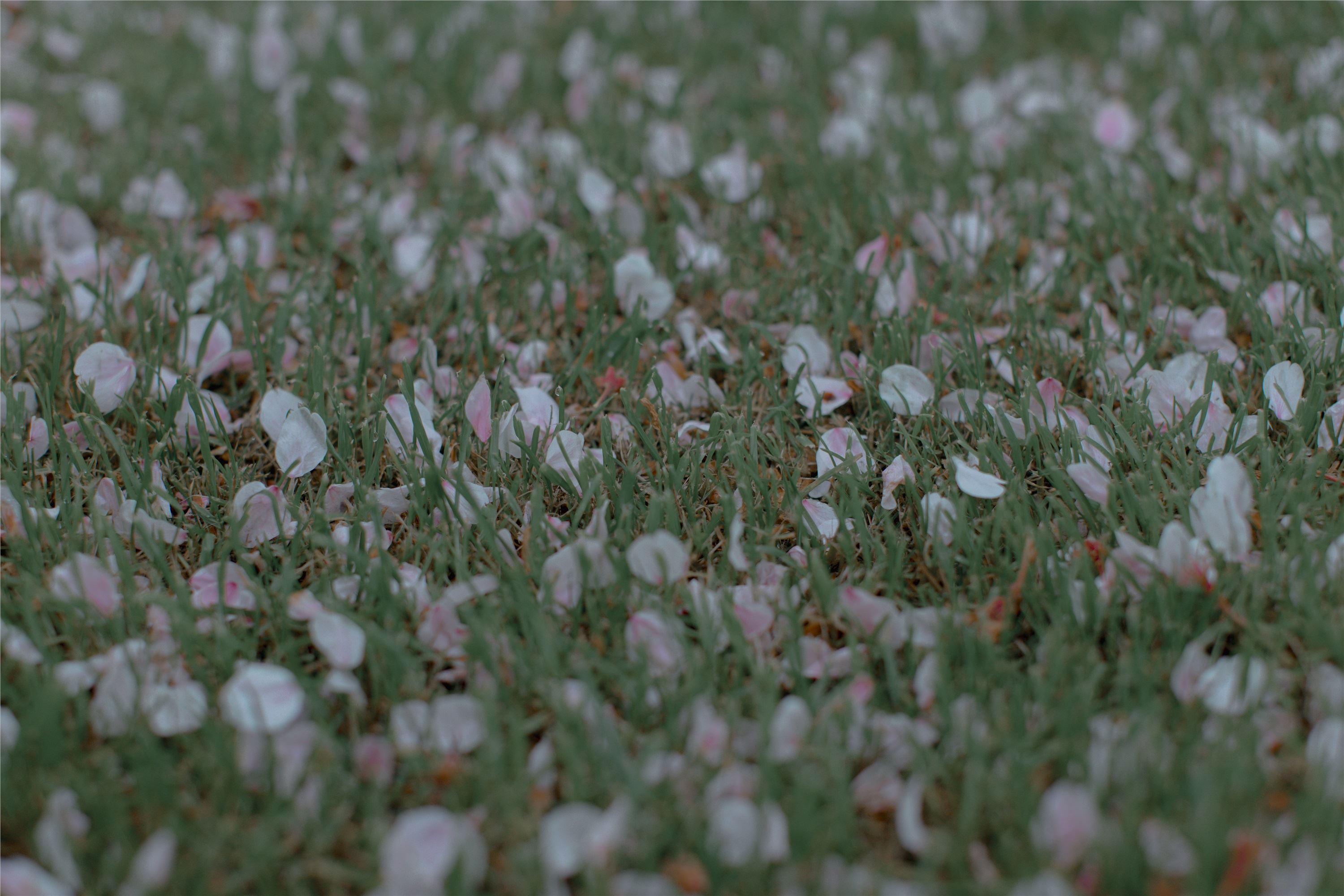 YITUYU艺图语 2021.09.02 樱花渐落 汤兮兮